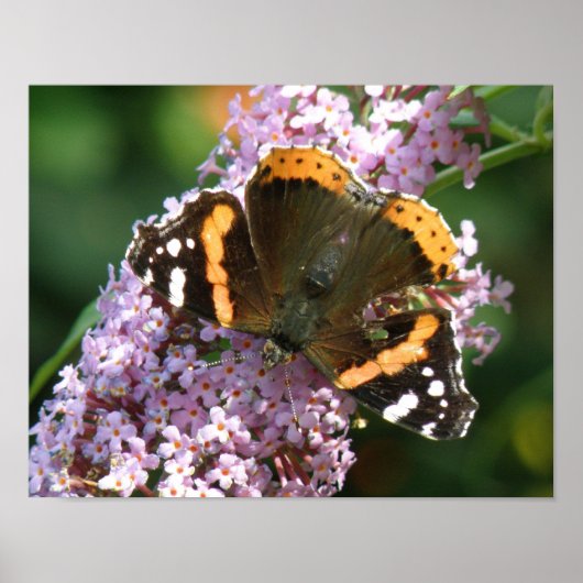 Rode Admiraalvlinder en Buddleia Poster (Voorkant)