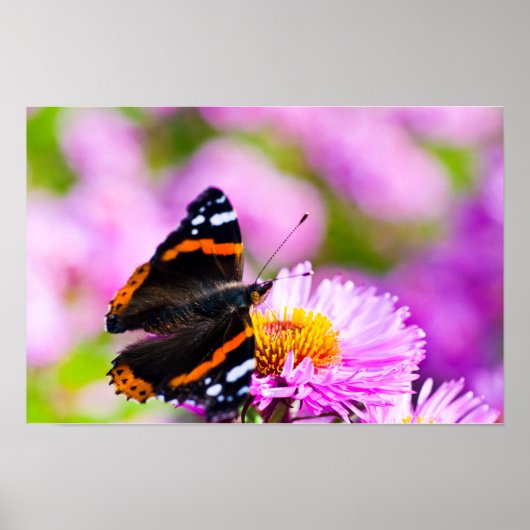 Rode admiraalvlinder op bloem Poster (Voorkant)