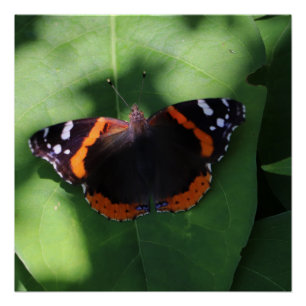 Rode Admiraalvlinder op Groene Bladeren  Perfect Poster