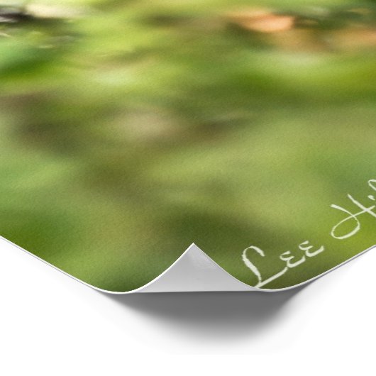 Rode admirale vlinder in het Poster van de zon (Hoek)