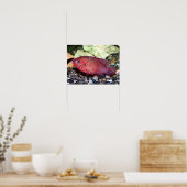 rode afrikaanse juwelier poster (Keuken)