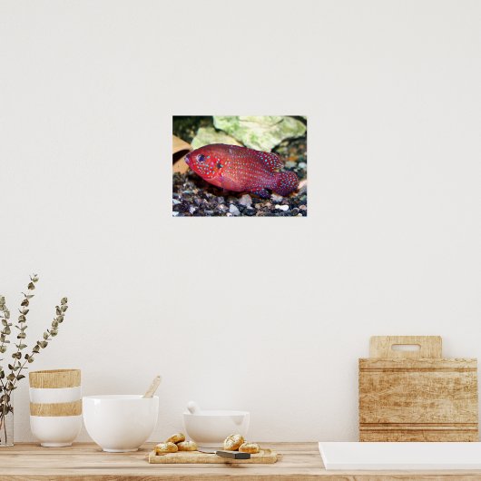 rode afrikaanse juwelier poster (Keuken)