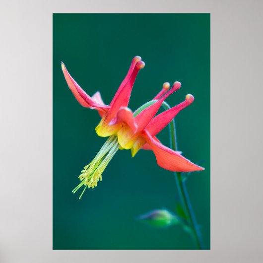 Rode Akelei Poster (Voorkant)