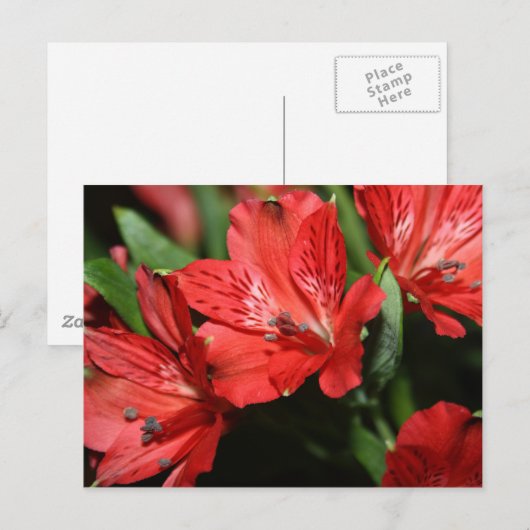 Rode alstromeriebloem Briefkaart (Voorkant / Achterkant)