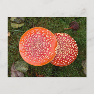 Rode Amanita Paddenstoelen Foto Briefkaart