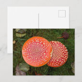 Rode Amanita Paddenstoelen Foto Briefkaart (Voorkant / Achterkant)
