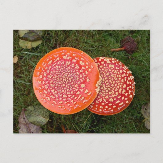 Rode Amanita Paddenstoelen Foto Briefkaart (Voorkant)