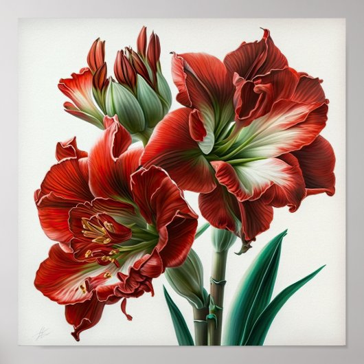 Rode Amaryllis Bloem Kunstprint Poster (Voorkant)