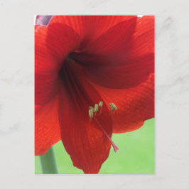 Rode Amaryllis Bloem Natuur Tuin Ansichtkaart Briefkaart