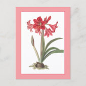 Rode Amaryllis Botanische Illustratie Briefkaart (Voorkant)