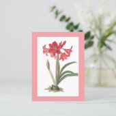 Rode Amaryllis Botanische Illustratie Briefkaart (Staand voorkant)