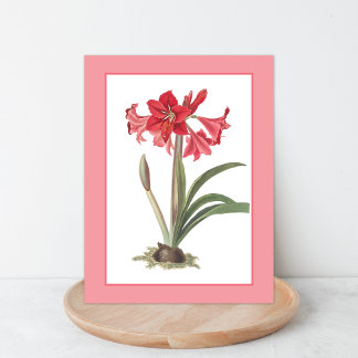 Rode Amaryllis Botanische Illustratie Briefkaart