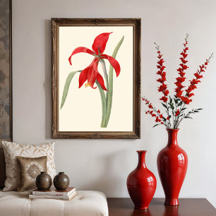 Rode Amaryllis, botanische illustratie Poster