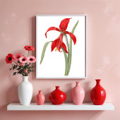 Rode Amaryllis, botanische illustratie Poster