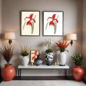 Rode Amaryllis, botanische illustratie Poster