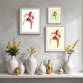 Rode Amaryllis, botanische illustratie Poster