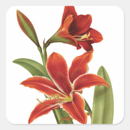 Rode Amaryllis Kerstbloem Botanisch Vierkante Sticker