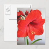 Rode Amaryllis Kerstbloem Briefkaart (Voorkant / Achterkant)