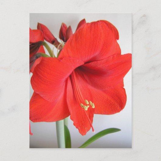 Rode Amaryllis Kerstbloem Briefkaart (Voorkant)