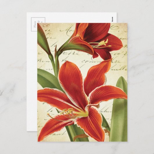 Rode Amaryllis Kerstmis Bloem Botanisch Feestdagenkaart (Voorkant / Achterkant)