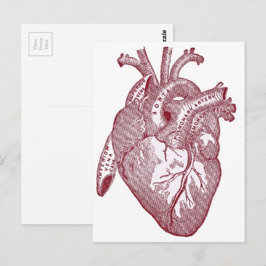 Rode  anatomische hartslag briefkaart (Voorkant / Achterkant)
