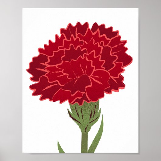 Rode anjer bloem poster (Voorkant)