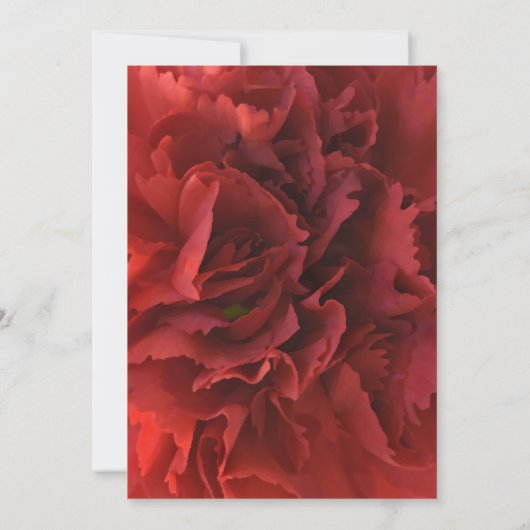 Rode Anjer Bloem Viering van het Leven Memorial Kaart (Achterkant)