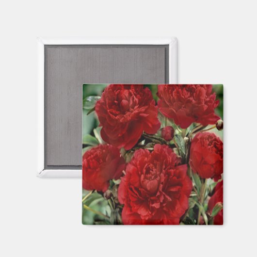 Rode anjer bloemen magneet (Voorkant / Achterkant)