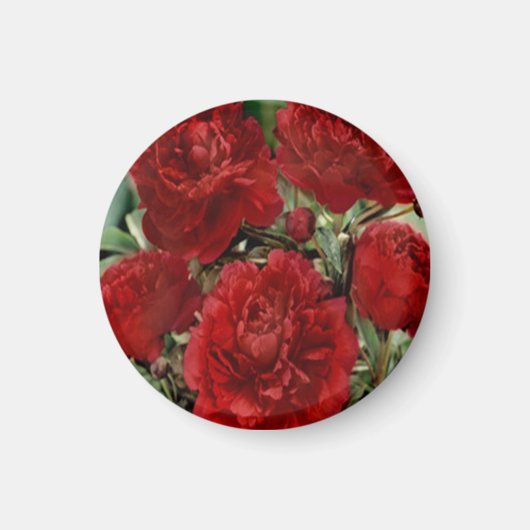 Rode anjer bloemen magneet (Voorkant)