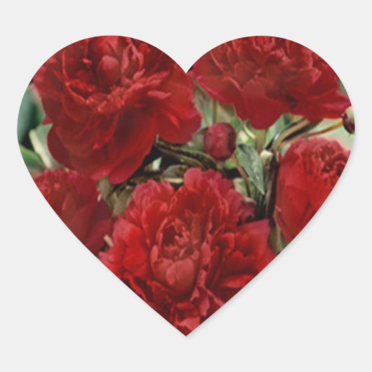 Rode anjer bloemen Stickers (Voorkant)