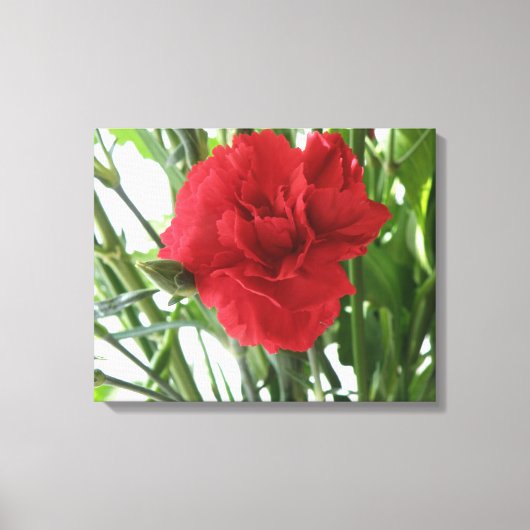 Rode Anjer Canvasprint Canvas Afdruk (Voorkant)