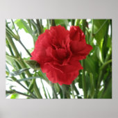 Rode anjnafdruk poster (Voorkant)