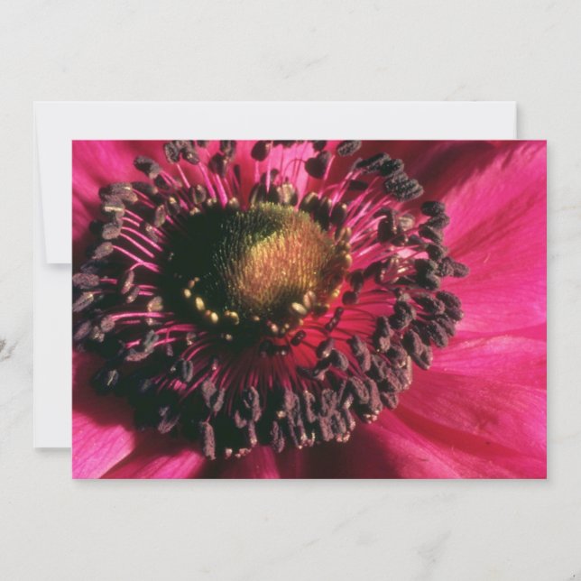 Rode annemonbloemen (Voorkant)