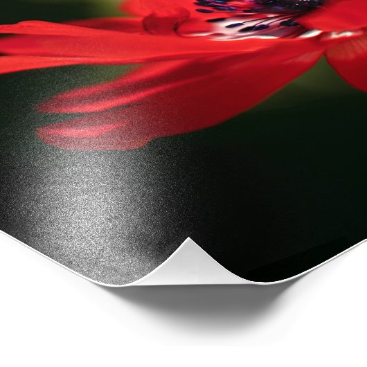 Rode annemonventilator foto afdruk (Hoek)