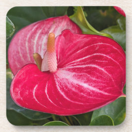 Rode Anthurium Bloom Bloemen Bier Onderzetter