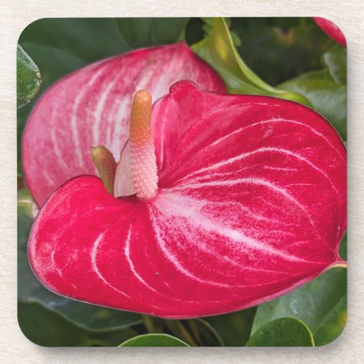 Rode Anthurium Bloom Bloemen Bier Onderzetter (Voorkant)