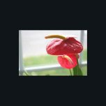 Rode Anthurium Tropische Bloem op Verpakt Canvas<br><div class="desc">Zonlicht danst in dit prachtige,  bloeiende anthurium terwijl het bij een raam zit. De levendige rode en groene kleur op deze hartvormige bloem trekt de aandacht van de kijker.</div>
