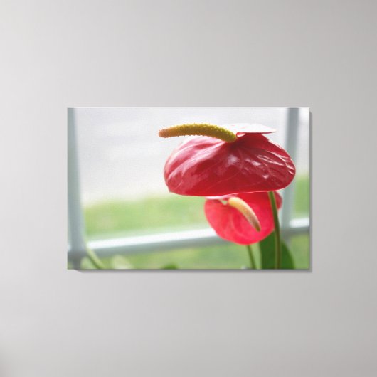 Rode Anthurium Tropische Bloem op Verpakt Canvas (Voorkant)
