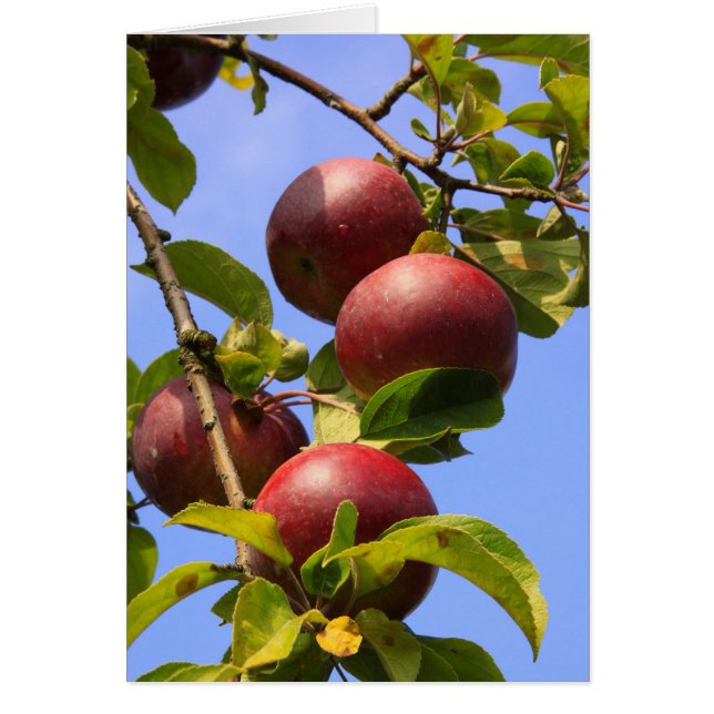 Rode appels (Voorkant)