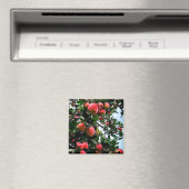 Rode appels magneet (Insitu (Vaatwasser))