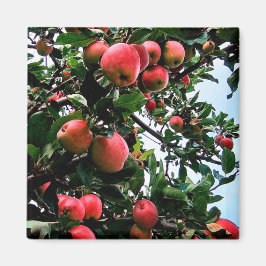 Rode appels magneet