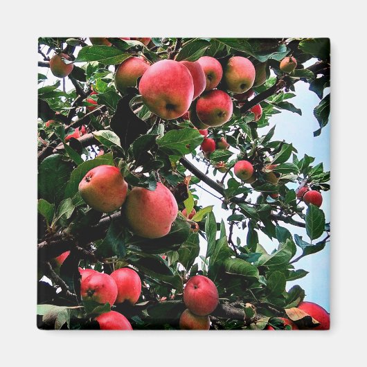 Rode appels magneet (Voorkant)
