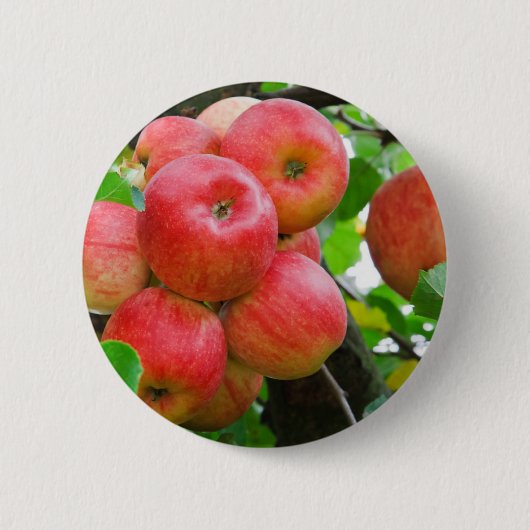Rode appels op bomen ronde button 5,7 cm (Voorkant)