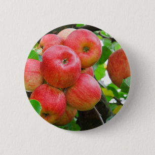 Rode appels op bomen ronde button 5,7 cm