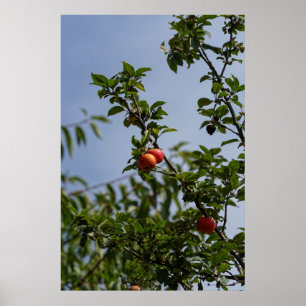 rode appels paar op een tak poster