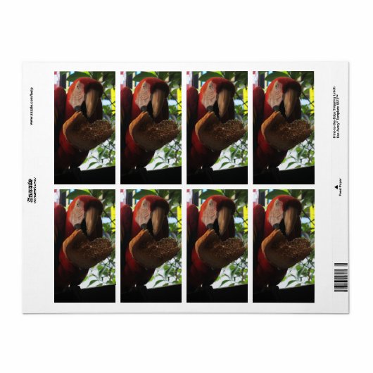 Rode Ara Papegaai Eet Toast Etiket (Full Sheet)