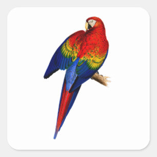 Rode Ara Tropische Kleurrijke Regenboogvogel Vierkante Sticker