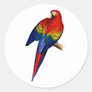 Rode Ara Tropische Kleurrijke Regenwoud Vogel Ronde Sticker