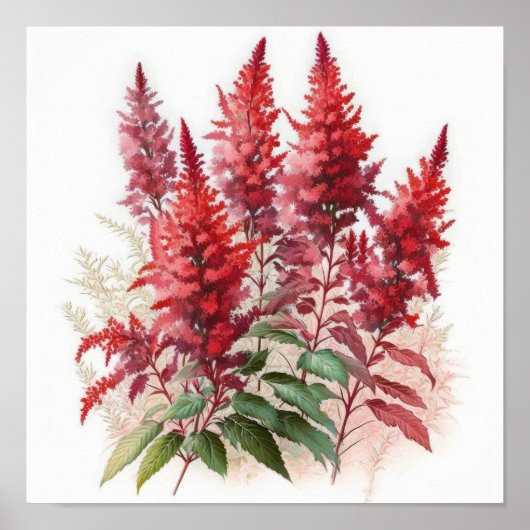 Rode Astilbe Bloem Kunstprint Poster (Voorkant)