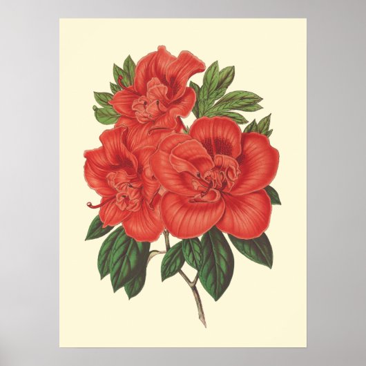 Rode Azalea botanische illustratie Poster (Voorkant)